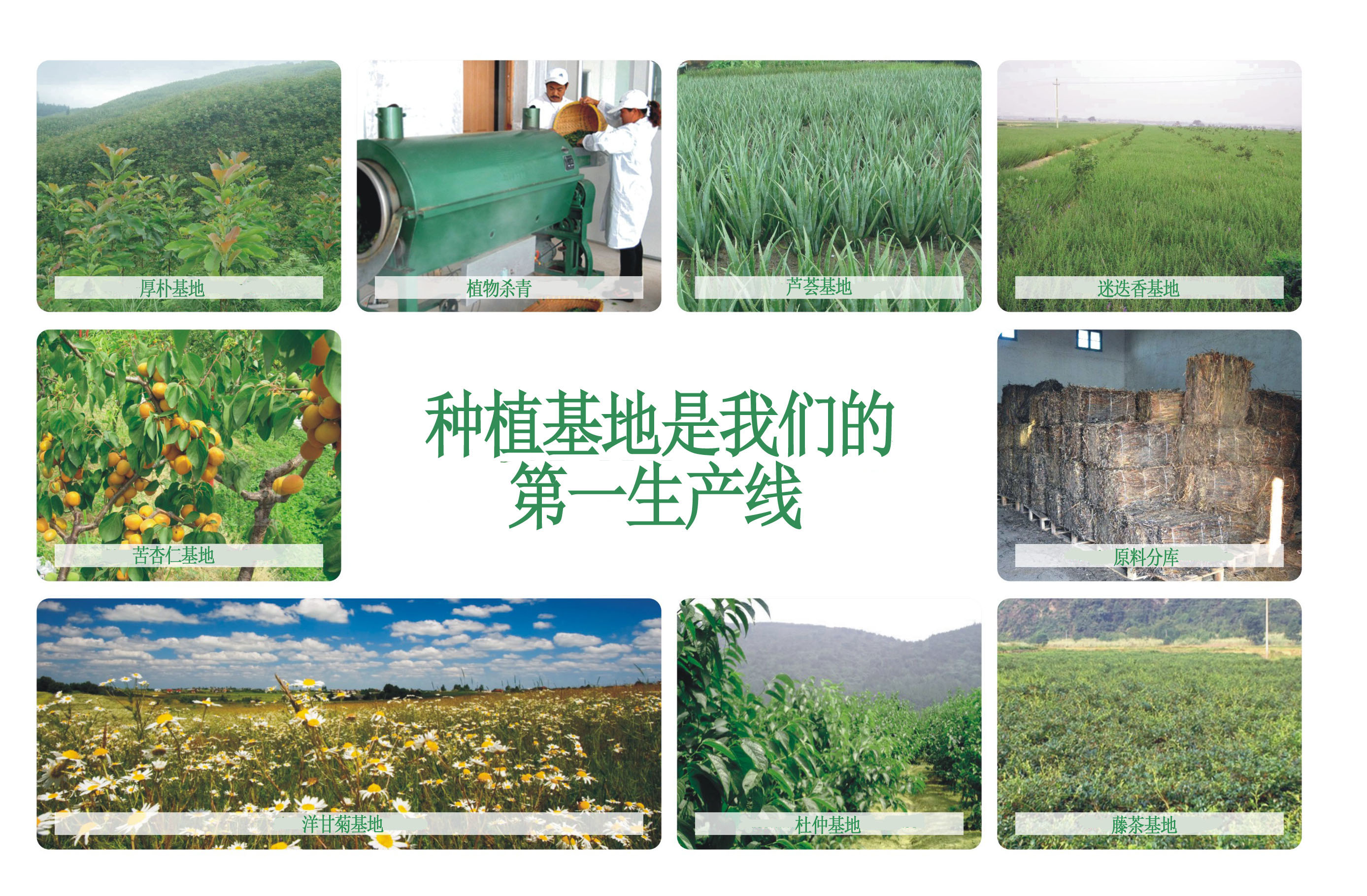杜仲綠原酸、科羅索酸、上禾生物、金銀花綠原酸、藤茶提取物、二氫楊梅素、楊梅素、厚樸提取物、和厚樸酚、厚樸酚、植物提取物