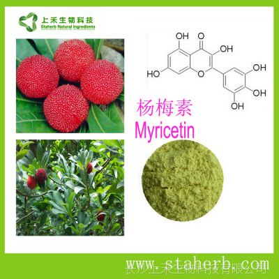 ÷myricetinˎоM(jn)չ